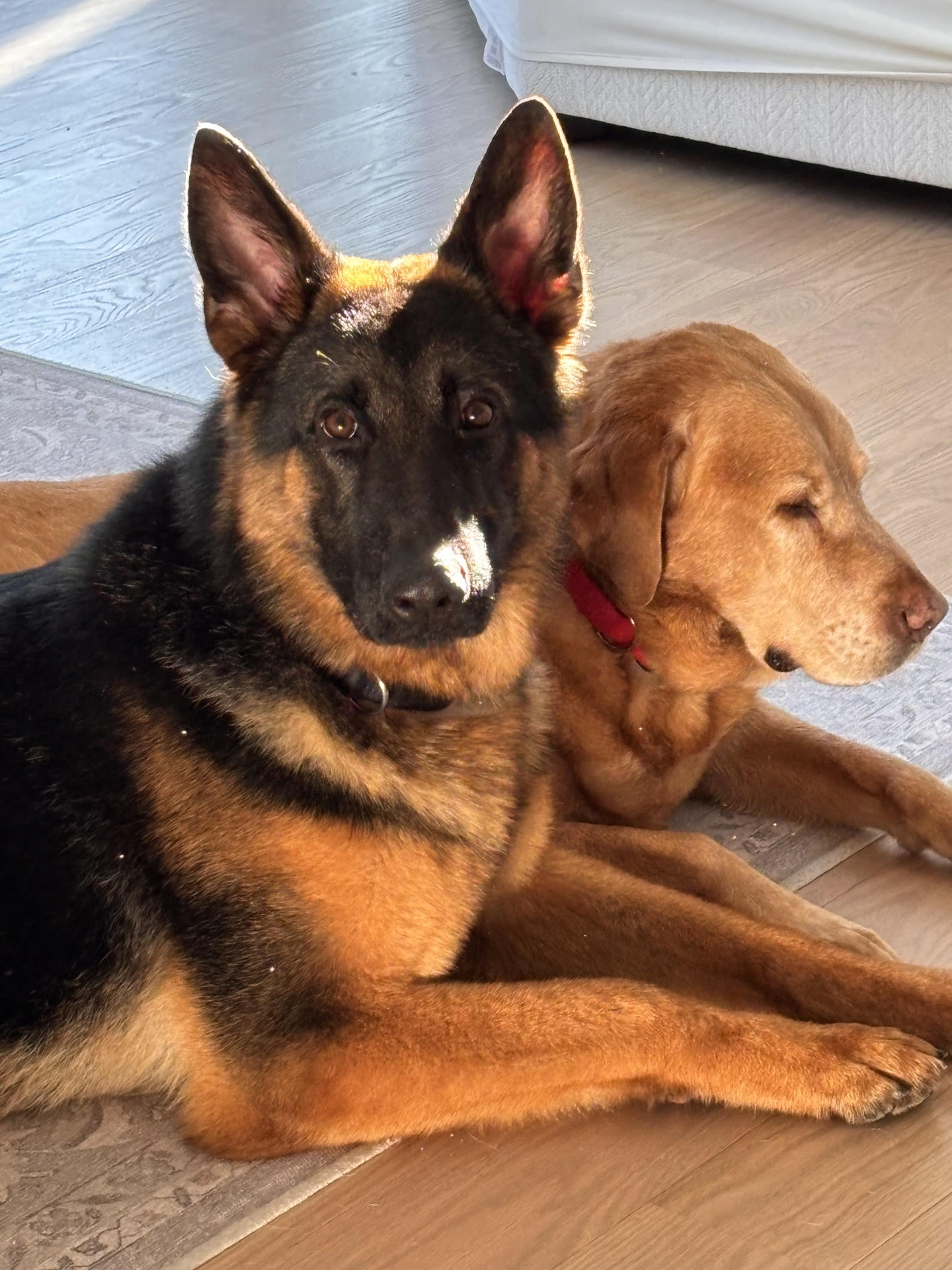 Trainer working with German Shepherd during boarding training session
